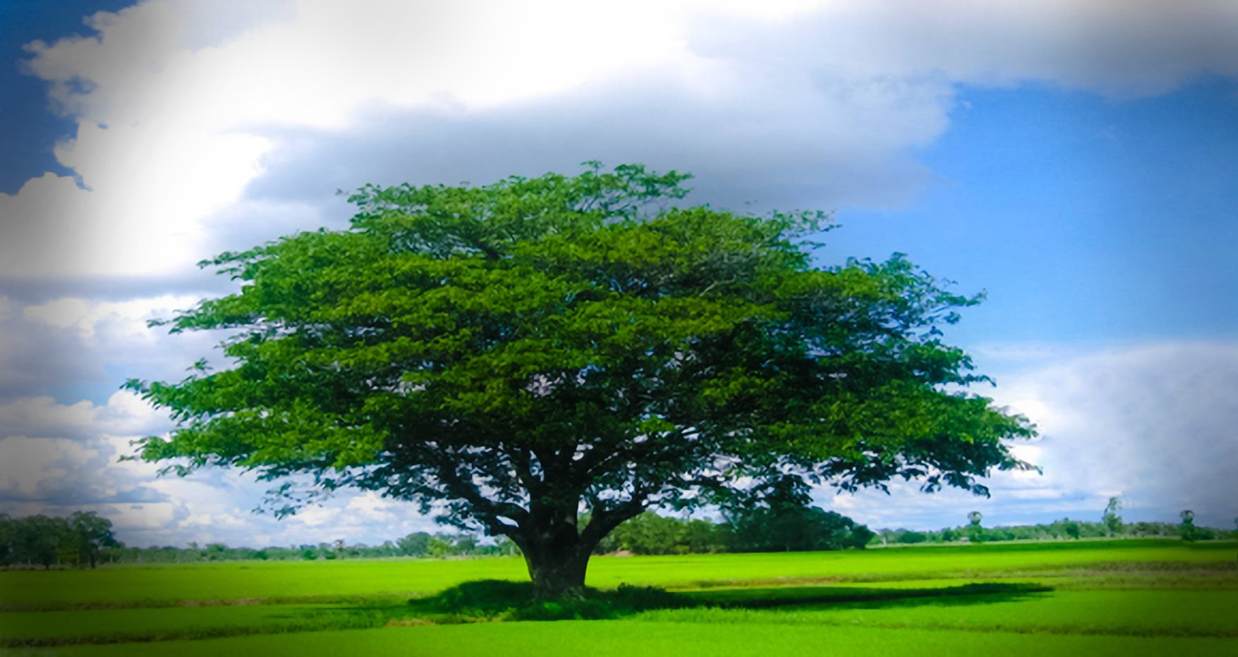 Original Tree